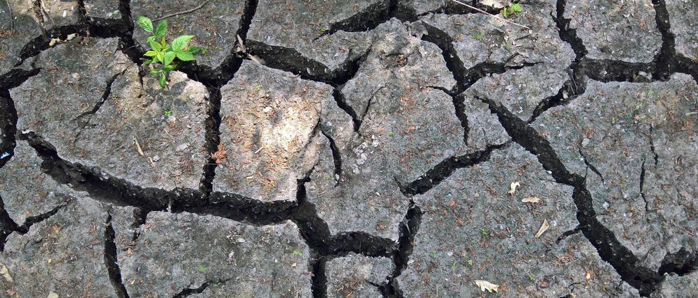 Dieser Sommer war ungewöhnlich trocken. Hier ein Foto vom Ruinenberg im Park Sanssouci. 