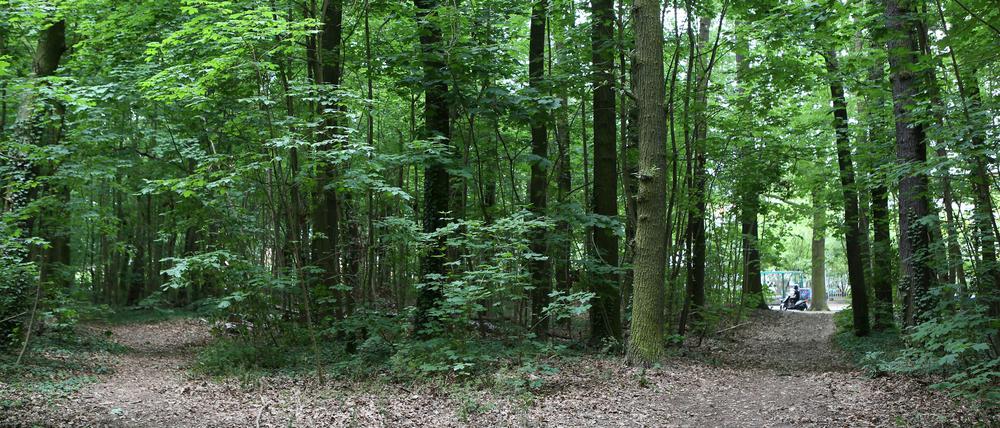 Um diese Waldfläche in der Rudolf-Breitscheid-Straße wurde gestritten.