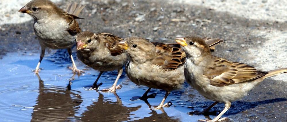 Der Spatz wurde bei der letzten Vogelzählung 2018 am häufigsten in Potsdam beobachtet.