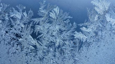 Sieht schön aus, werden wir in Potsdam an Weihnachten aber vielleicht nicht sehen: Eisblumen.