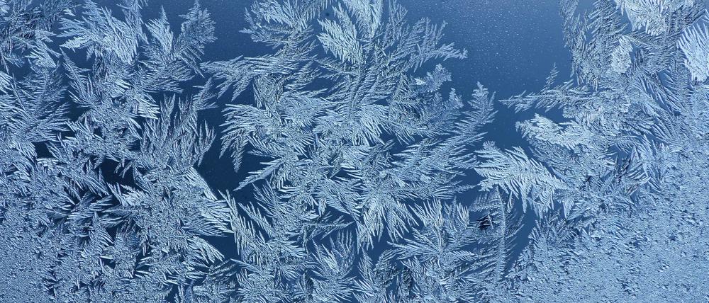 Sieht schön aus, werden wir in Potsdam an Weihnachten aber vielleicht nicht sehen: Eisblumen.