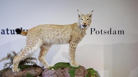 Das Naturkundemuseum in Potsdam wird weiter Eintritt kosten.