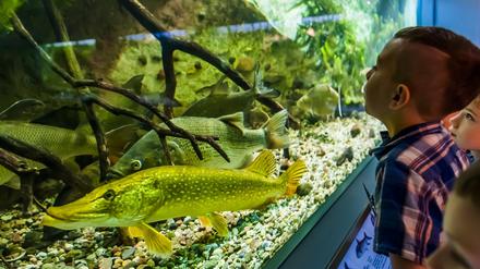 Große und kleine Besucher können nicht nur Präparate, sondern auch lebendige Tiere im Naturkundemuseum entdecken.