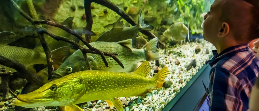 Große und kleine Besucher können nicht nur Präparate, sondern auch lebendige Tiere im Naturkundemuseum entdecken.