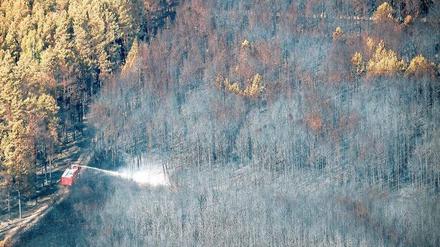 Zerstörtes Grün. Der größte Waldbrand in diesem Jahr ereignete sich im August bei Treuenbrietzen (Potsdam-Mittelmark). 