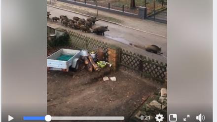 Auf Facebook ist ein zweites Video aus Kleinmachnow veröffentlicht worden. Es soll vom 6. Januar 2019 stammen.