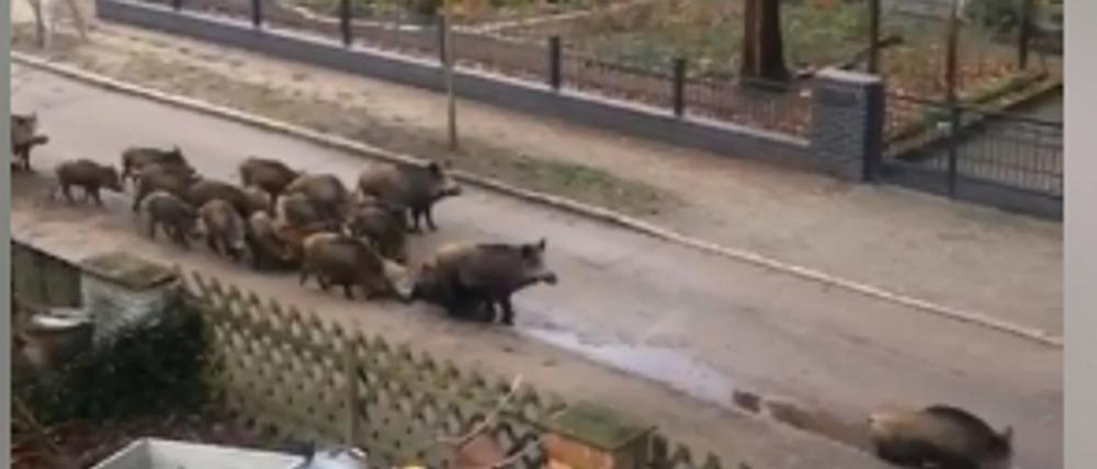 Auf Facebook ist ein zweites Video aus Kleinmachnow veröffentlicht worden. Es soll vom 6. Januar 2019 stammen.