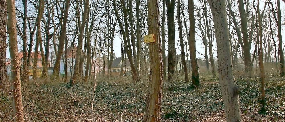 Um den Park und die Nachbarfläche in Teltow wird gerungen.