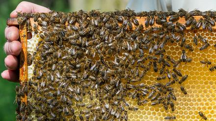 Unklar ist, wann genau der Bienenstock gestohlen wurde.
