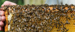 Unklar ist, wann genau der Bienenstock gestohlen wurde.