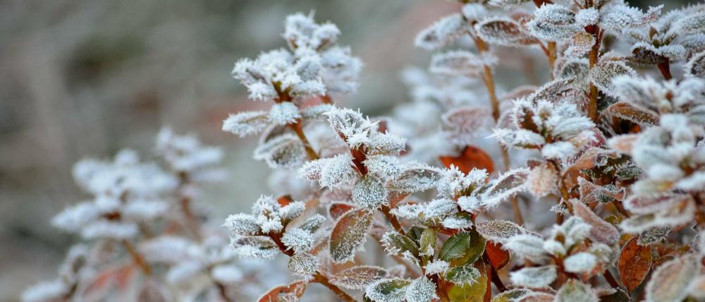 Das Wochenende soll in Brandenburg frostig werden.