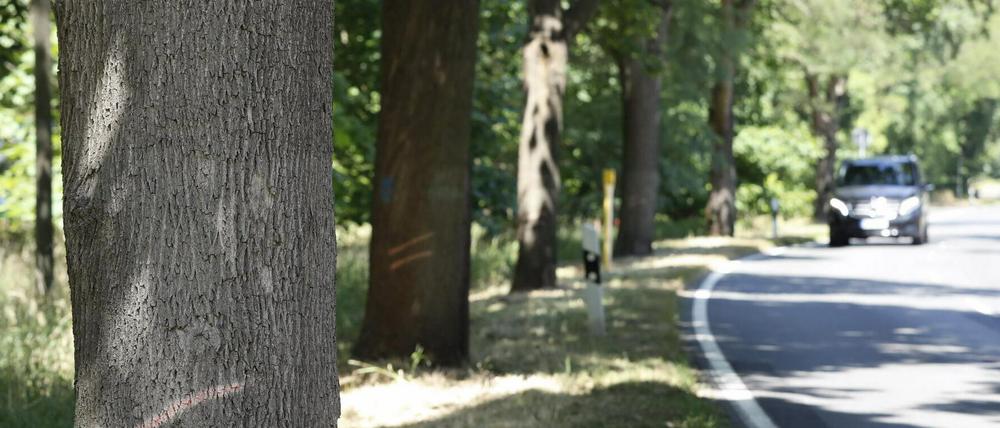 Die Bäume entlang der Landesstraße 90 zwischen Phöben und Werder sollen gefällt werden. 