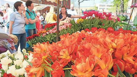 Rund 18.000 Gäste kamen im vergangenen Jahr 2018 zum Tulpenfest im Holländischen Viertel in Potsdam.
