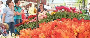 Rund 18.000 Gäste kamen im vergangenen Jahr 2018 zum Tulpenfest im Holländischen Viertel in Potsdam.
