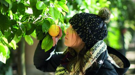 Exoten im Winterschlaf: Führung durch die Pflanzenhallen und den Heizgang der Orangerie am Samstag um 13 Uhr.