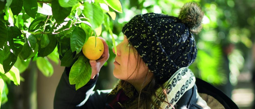 Exoten im Winterschlaf: Führung durch die Pflanzenhallen und den Heizgang der Orangerie am Samstag um 13 Uhr.