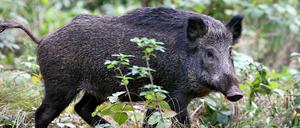 Vor kurzem hieß es erst: Wildschweine haben in Stahnsdorf die Macht übernommen.