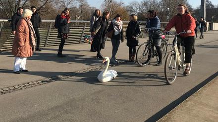 Der Schwan saß verletzt auf dem Radweg auf der Langen Brücke.