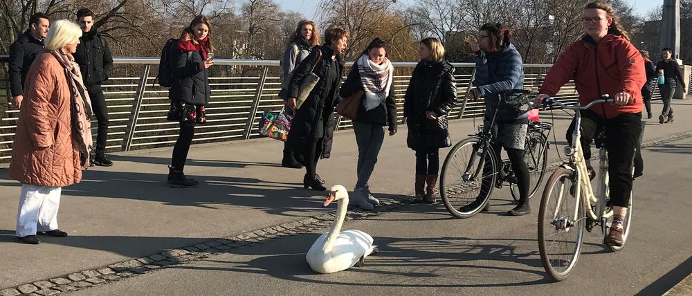 Der Schwan saß verletzt auf dem Radweg auf der Langen Brücke.