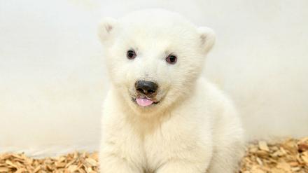 Die kleine Eisbärin im Tierpark Berlin bringt gute achteinhalb Kilo auf die Waage.