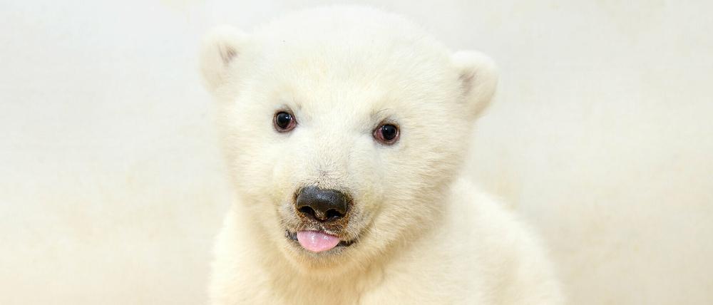 Die kleine Eisbärin im Tierpark Berlin bringt gute achteinhalb Kilo auf die Waage.