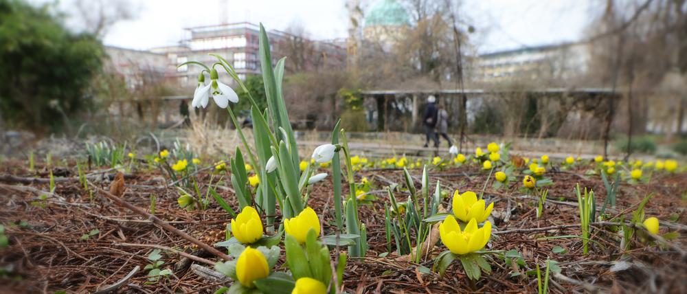 Auf der Freundschaftsinsel in Potsdam blüht es bereits.