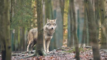 26 Rudel und zwölf Paare weist der Brandenburger Wolfsmonitoring-Bericht aus.