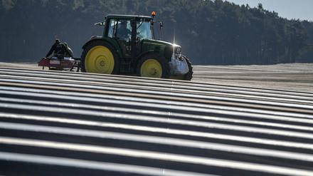Am 11. April soll die offizielle Eröffnung der Beelitzer Spargelsaison stattfinden. 