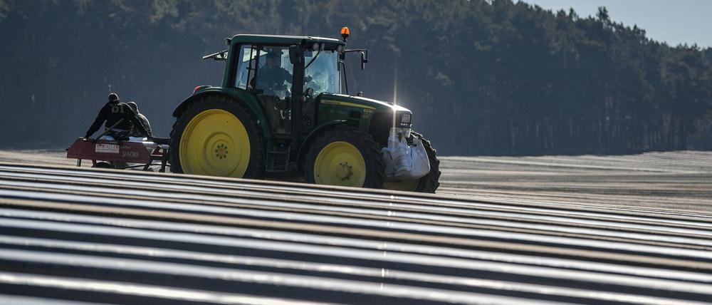 Am 11. April soll die offizielle Eröffnung der Beelitzer Spargelsaison stattfinden.