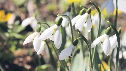 Balkan-Schneeglöckchen. Bis in die Türkei und Ukraine heimisch.