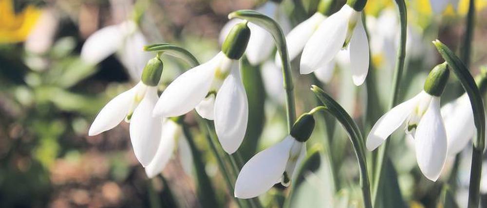 Balkan-Schneeglöckchen. Bis in die Türkei und Ukraine heimisch.