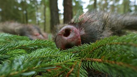 Ein erlegtes Wildschwein liegt nach einer Treibjagd auf dem Südwestkirchhof in Stahnsdorf.