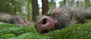 Ein erlegtes Wildschwein liegt nach einer Treibjagd auf dem Südwestkirchhof in Stahnsdorf.