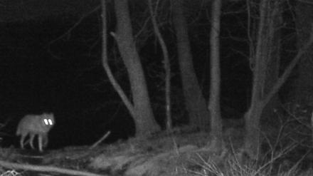 Wolf tappt in Fotofalle in Töplitz: Aufgenommen am 8. Februar 2019 um 6.36 Uhr.