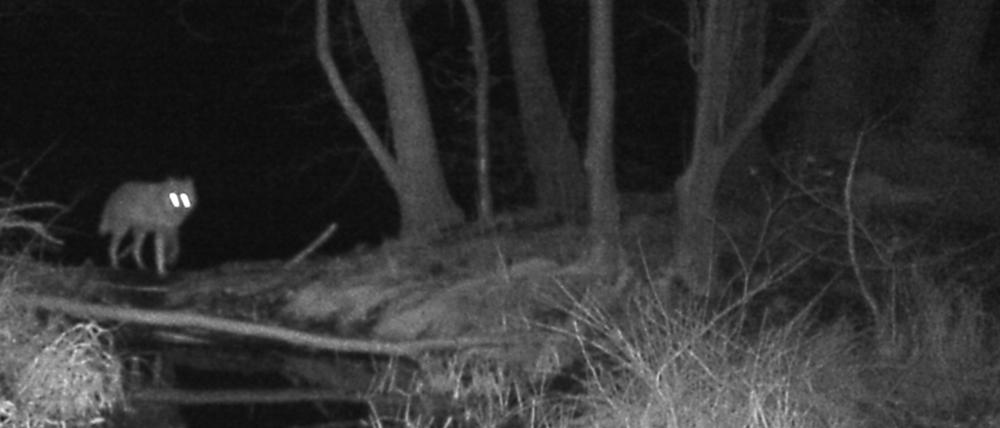 Wolf tappt in Fotofalle in Töplitz: Aufgenommen am 8. Februar 2019 um 6.36 Uhr.