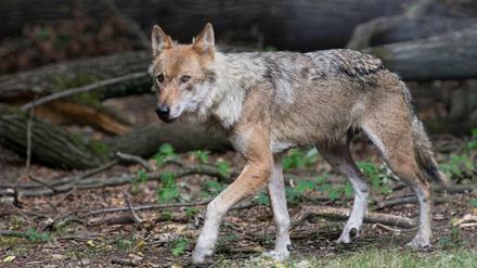 Nicht alle Wölfe haben ein dichtes Fell.  Die Räude, eine Hautkrankheit, kann dies verhindern. Gesunde Tiere kommen damit klar, andere können daran verenden.