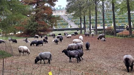 Schafe vor Schloss Sanssouci  - so wie im vergangenen Jahr mähen (hahahaha!) die Tiere auch dieses Jahr die Wiesen im Park.