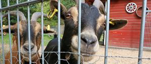 Kinderbauernhof in Groß Glienicke.