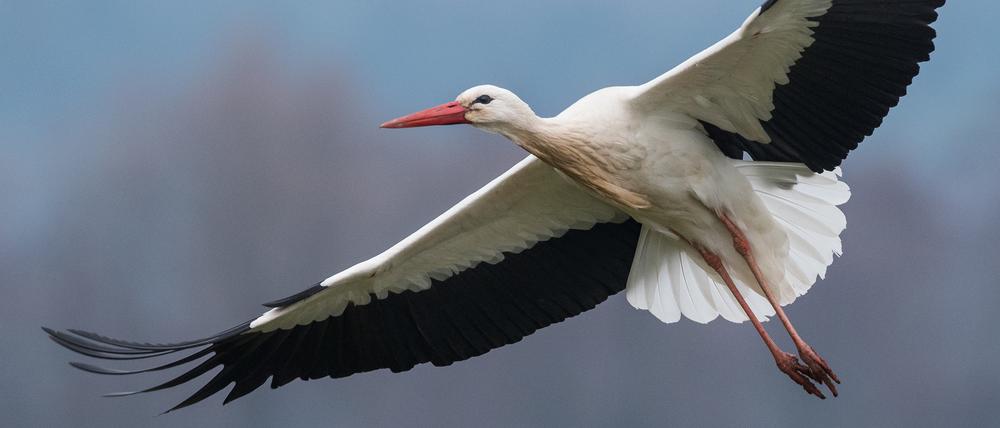Anfang März im Europäischen Storchendorf Rühstädt der erste Weißstorch des Jahres eingetroffen.