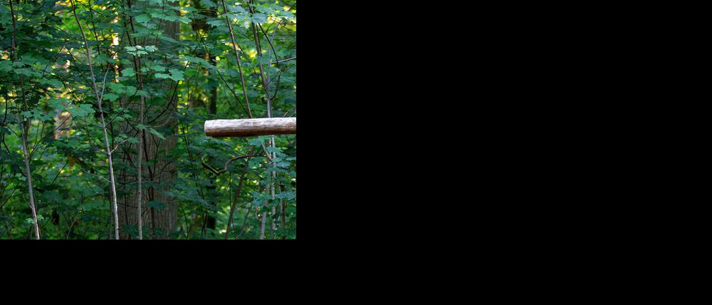 Bestattungen unter Bäumen werden zunehmend nachgefragt.