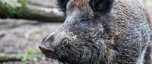 Zum Abschluss freigegeben: Wildschweine im Berliner Umland.