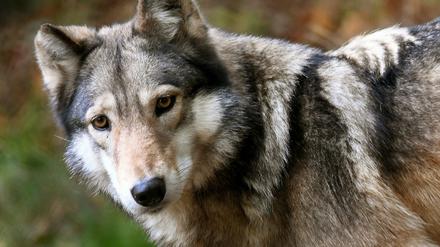 Der Wolf ist streng geschützt und darf nicht gejagt werden. Bisher. 