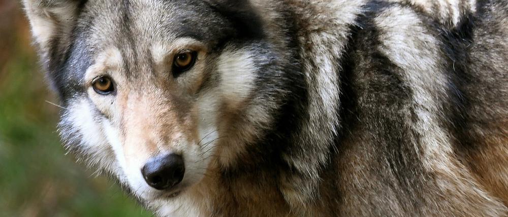 Der Wolf ist streng geschützt und darf nicht gejagt werden. Bisher.