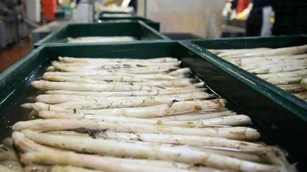 Frisch vom Feld. Spargelernte im Spargelhof Klaistow.