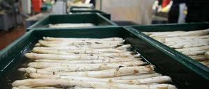 Frisch vom Feld. Spargelernte im Spargelhof Klaistow.