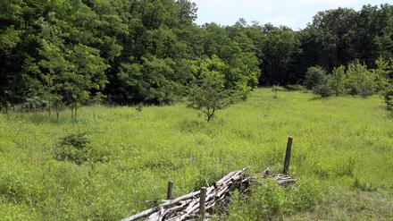 Die Döberitzer Heide im Norden Potsdams ist seit 1997 Naturschutzgebiet.