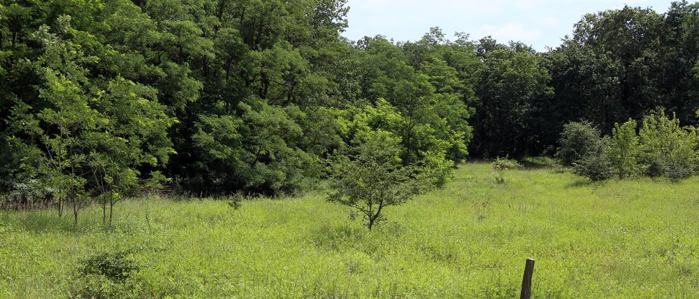Die Döberitzer Heide im Norden Potsdams ist seit 1997 Naturschutzgebiet.