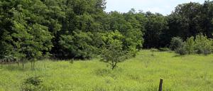 Die Döberitzer Heide im Norden Potsdams ist seit 1997 Naturschutzgebiet.