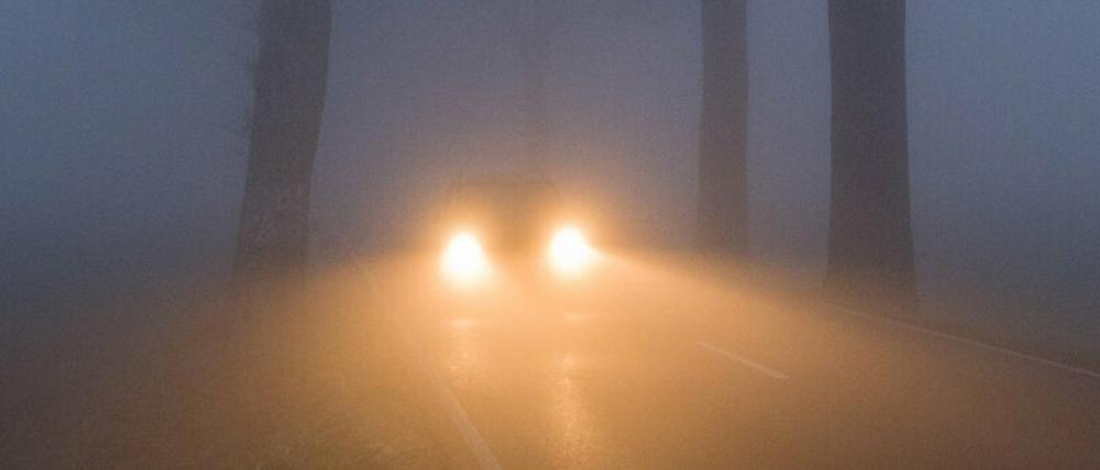 Ein Drittel aller Verkehrsunfälle im Land sind Baum-Unfälle.