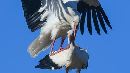 Zwei Weißstörche bei der Paarung in ihrem Nest in Sieversdorf.